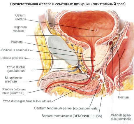 Kelenjar prostat (prostat)